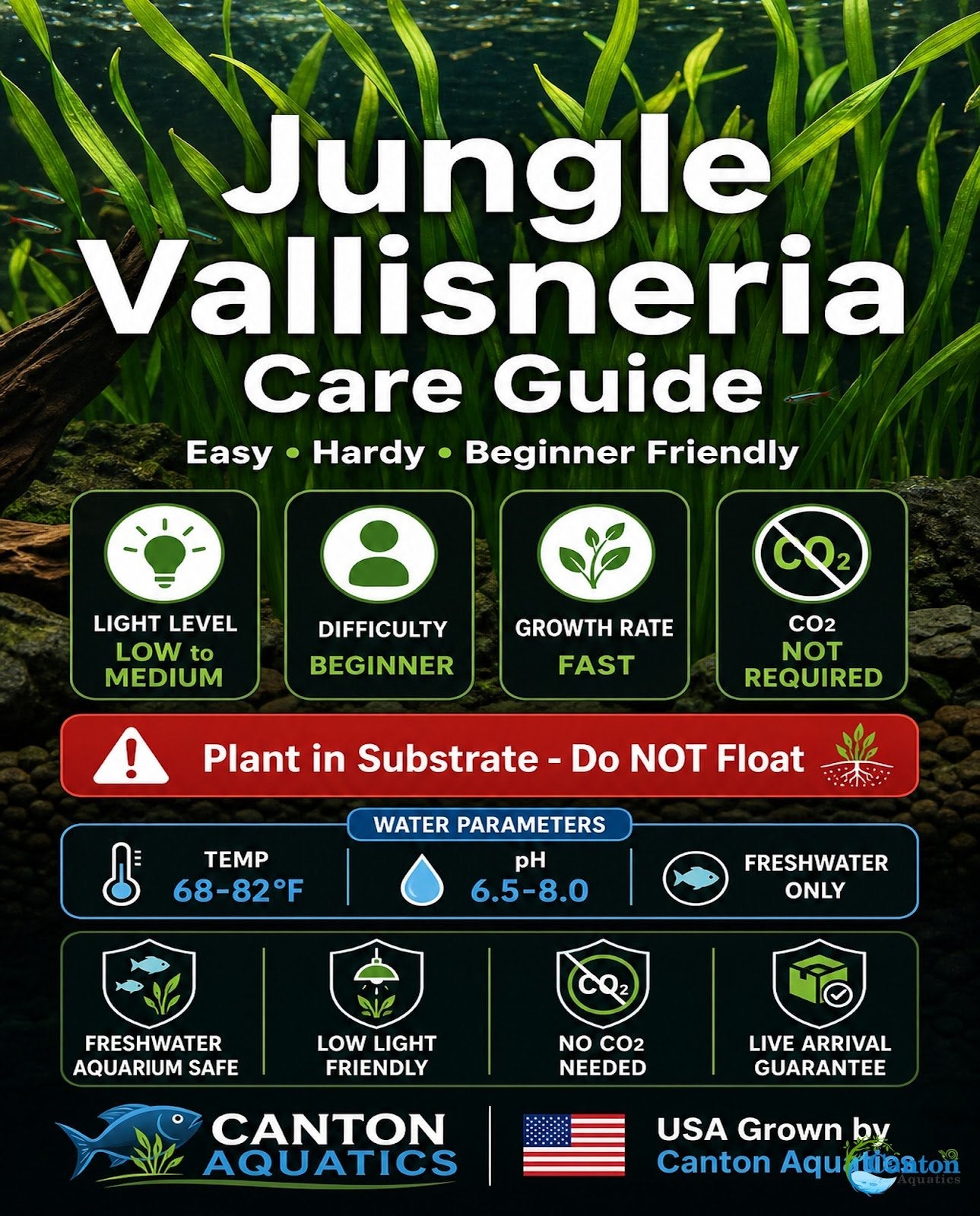 6 Jungle Vallisneria American Val Plants