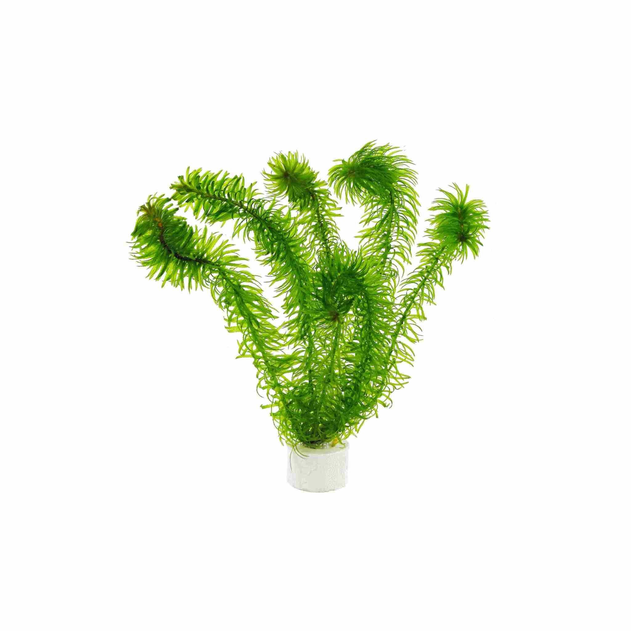 Anacharis Egeria Densa