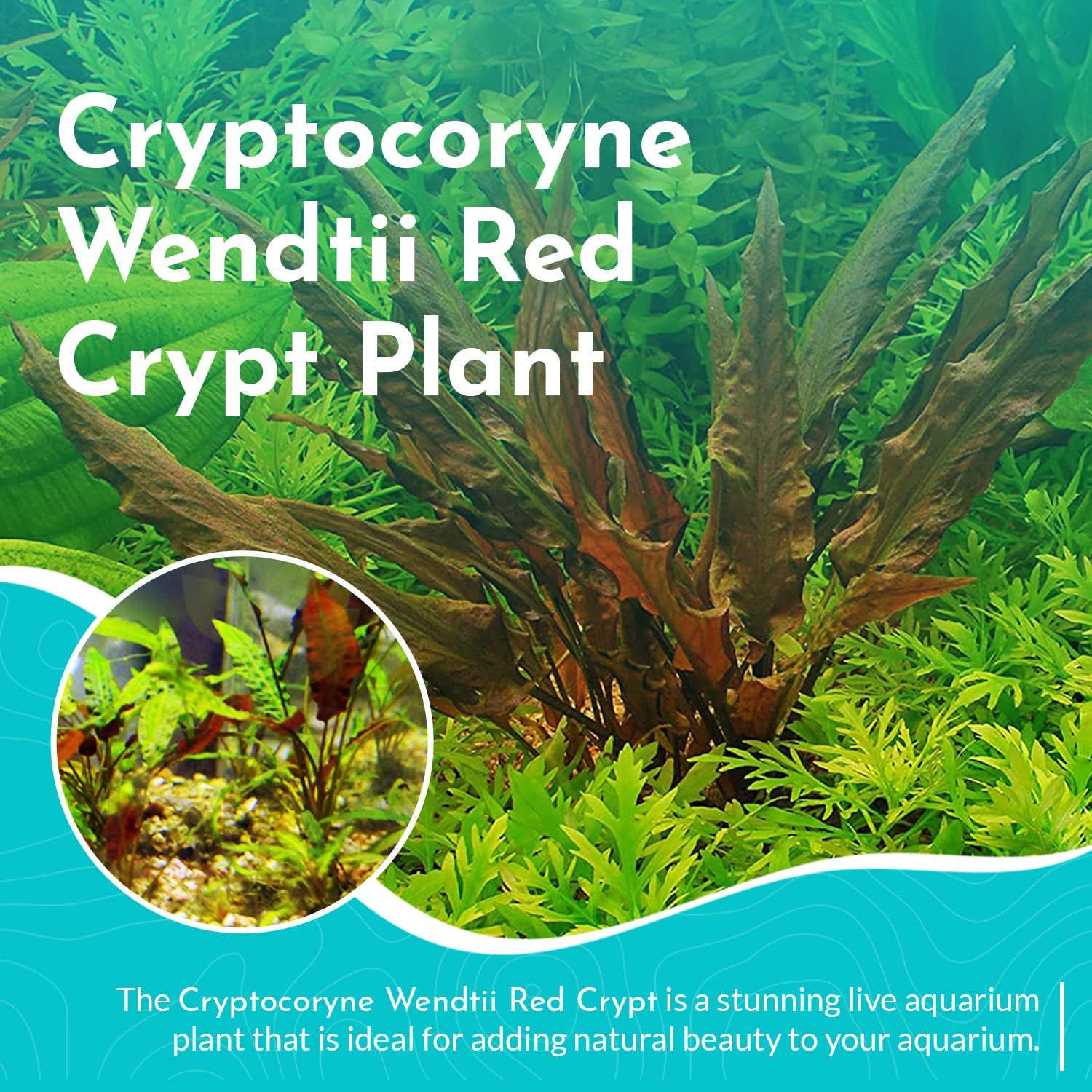 Cryptocoryne Wendtii Red