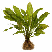 Amazon Sword Echinodorus "Green Ozelot"