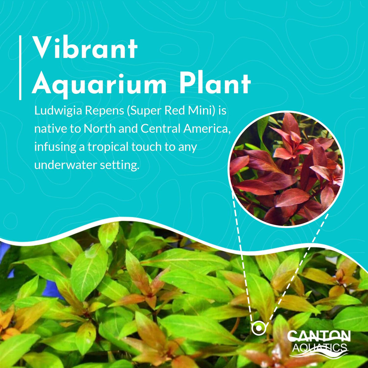 Ludwigia Repens Super Red Mini