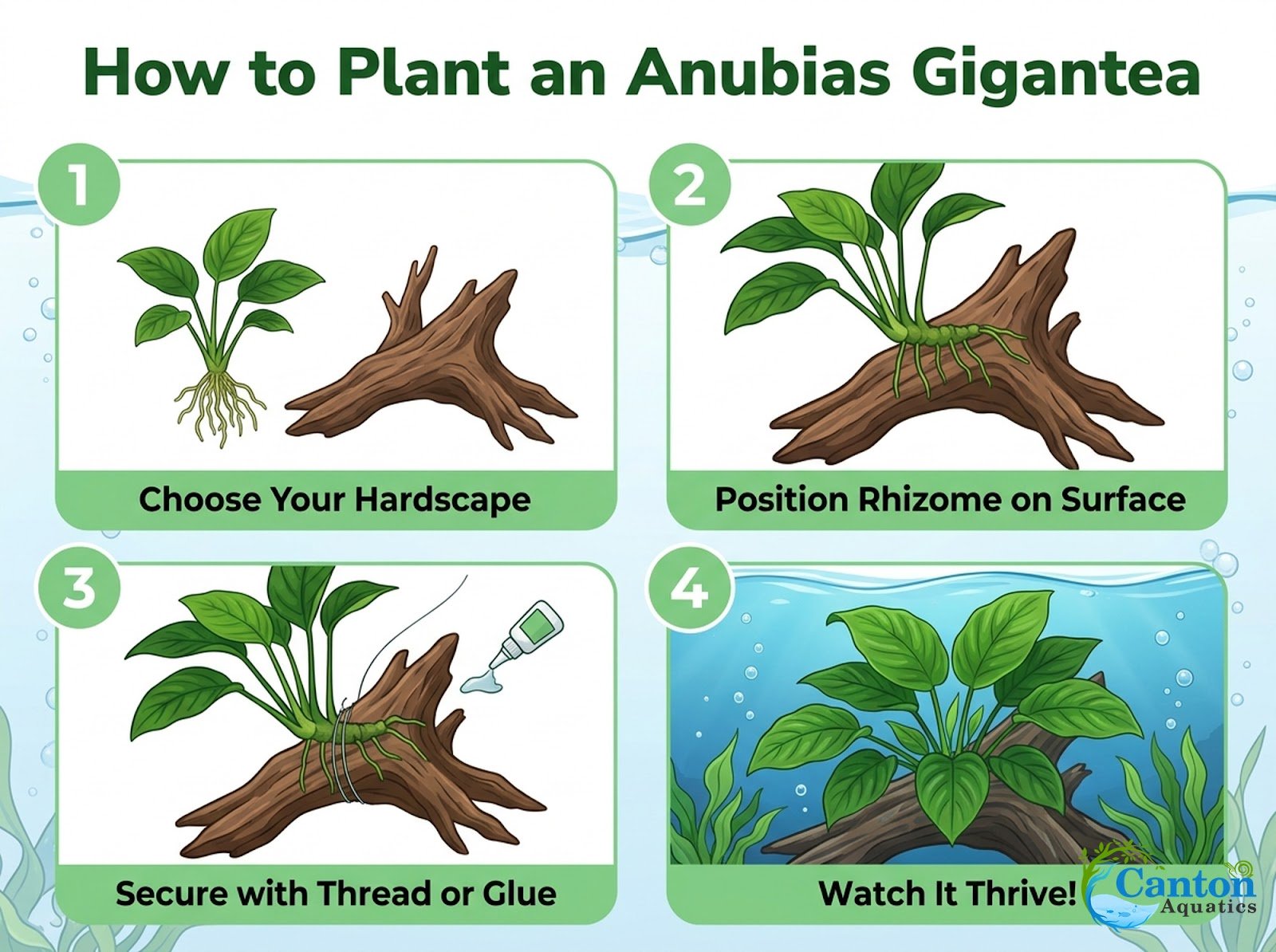 Anubias Gigantea
