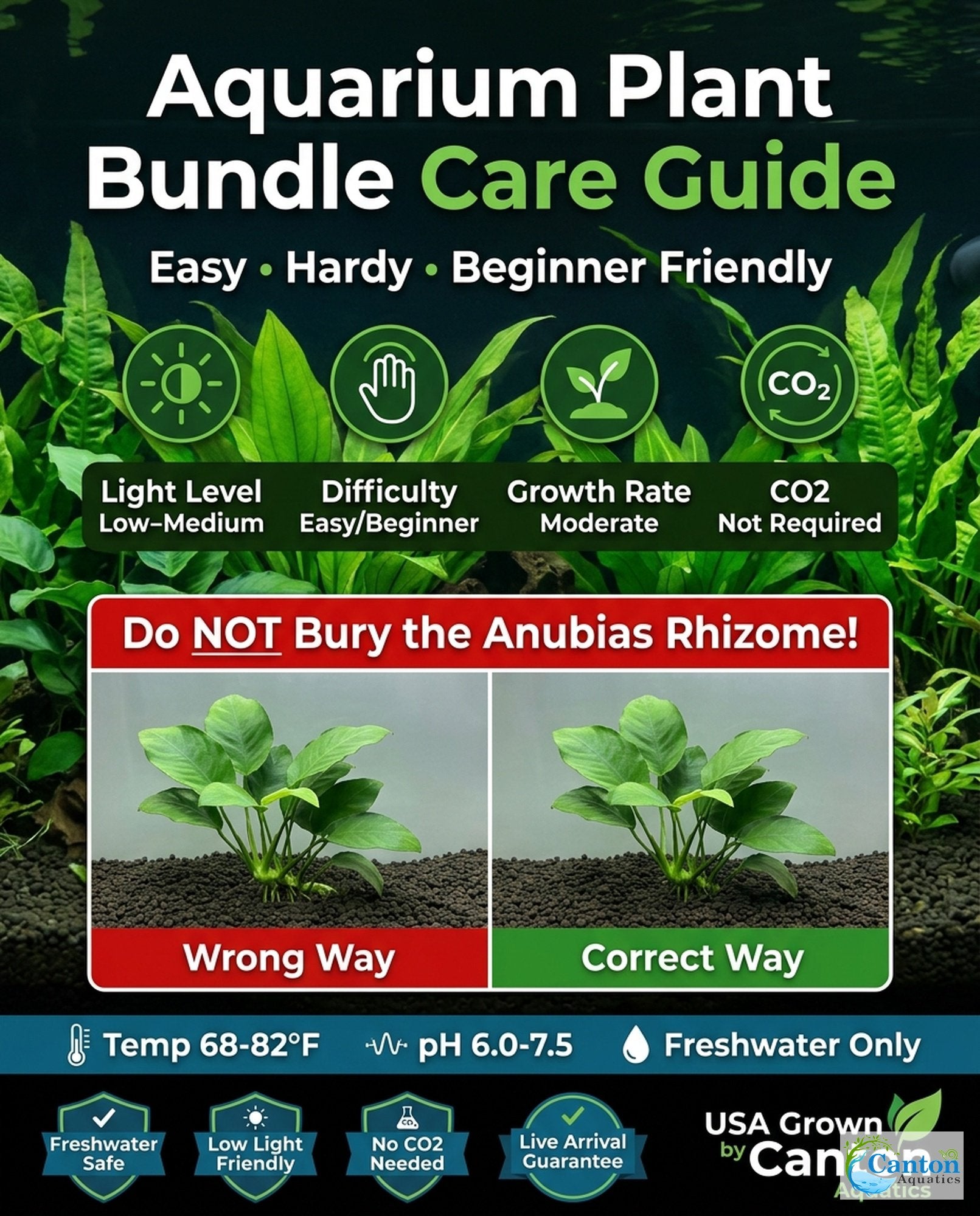Aquarium Plant Bundle: Anubias, Amazon & Chain Sword