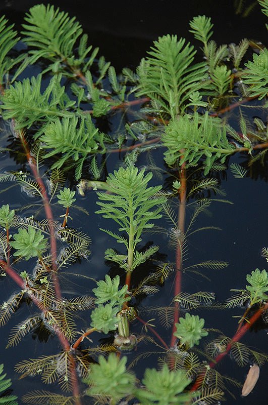 Parrot's Feather Myriophyllum Aquaticum