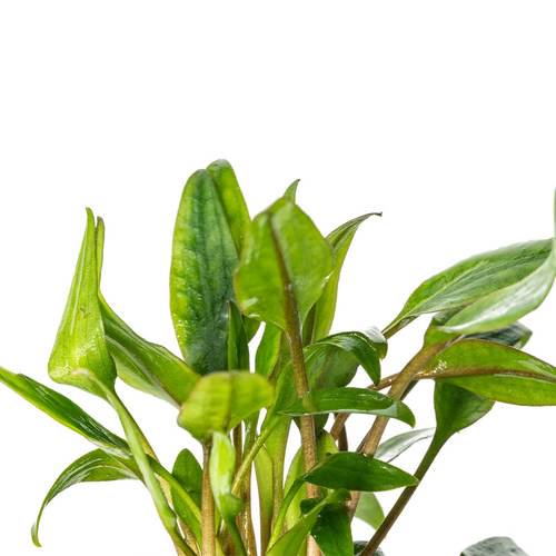 Cryptocoryne Crypt Lutea