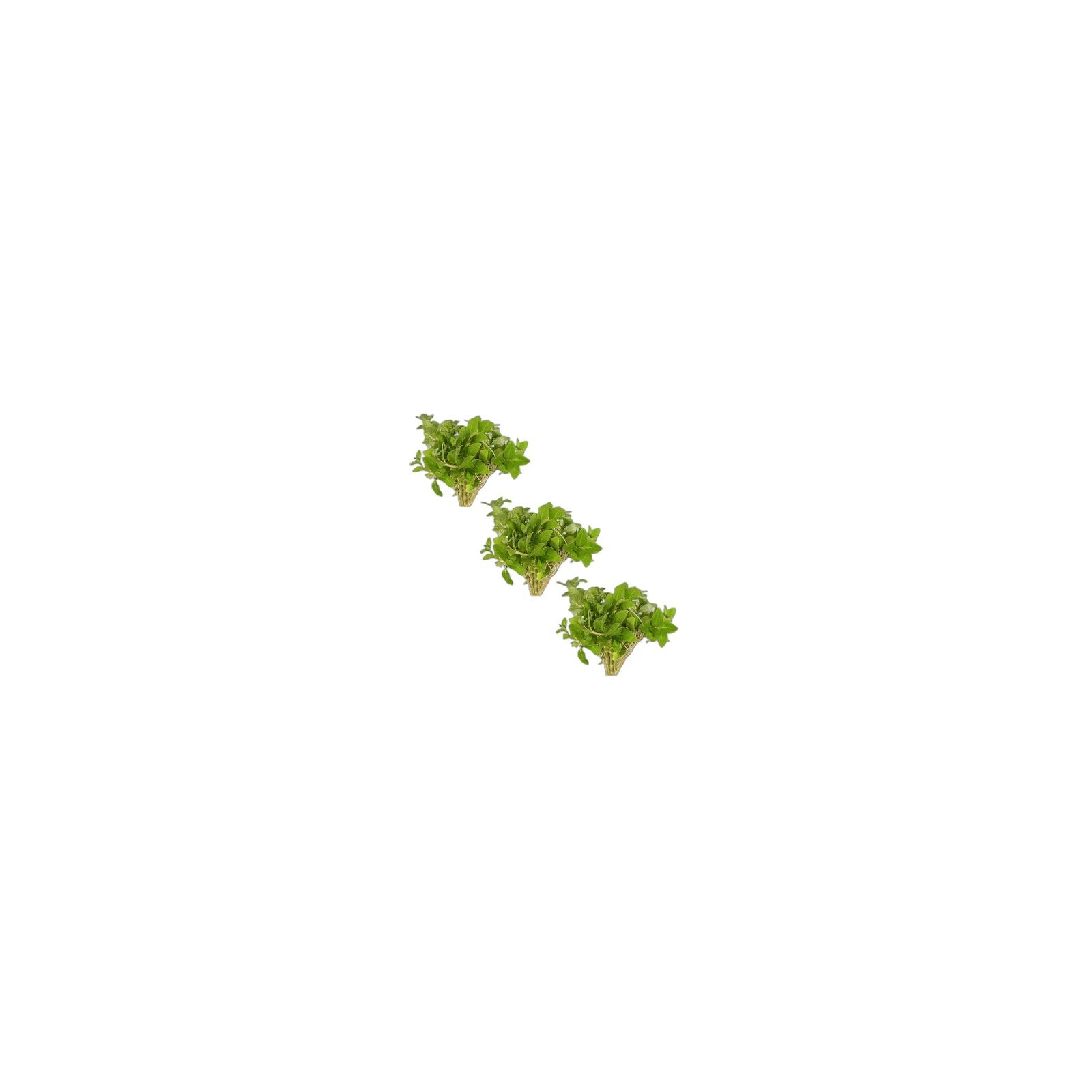 Staurogyne S Repens