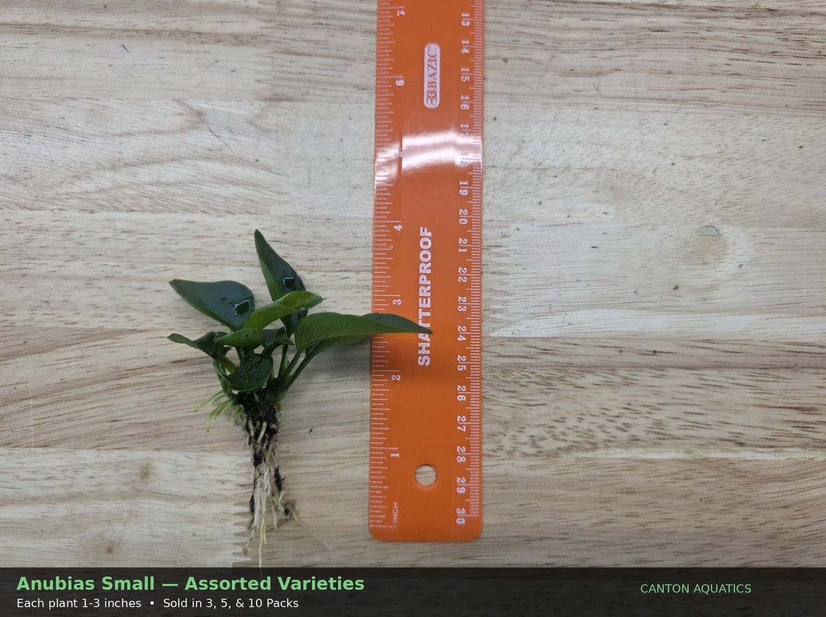 3 Anubias Aquatic Plants Bundle Small 1-3 Inches