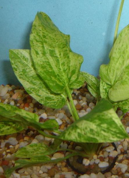 Marble Queen Sword Echinodorus Cordifolius