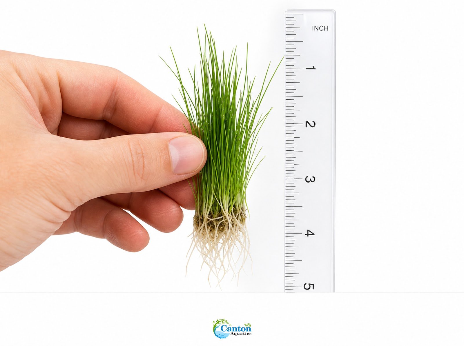 5 X Dwarf Hairgrass (Eleocharis Parvula)