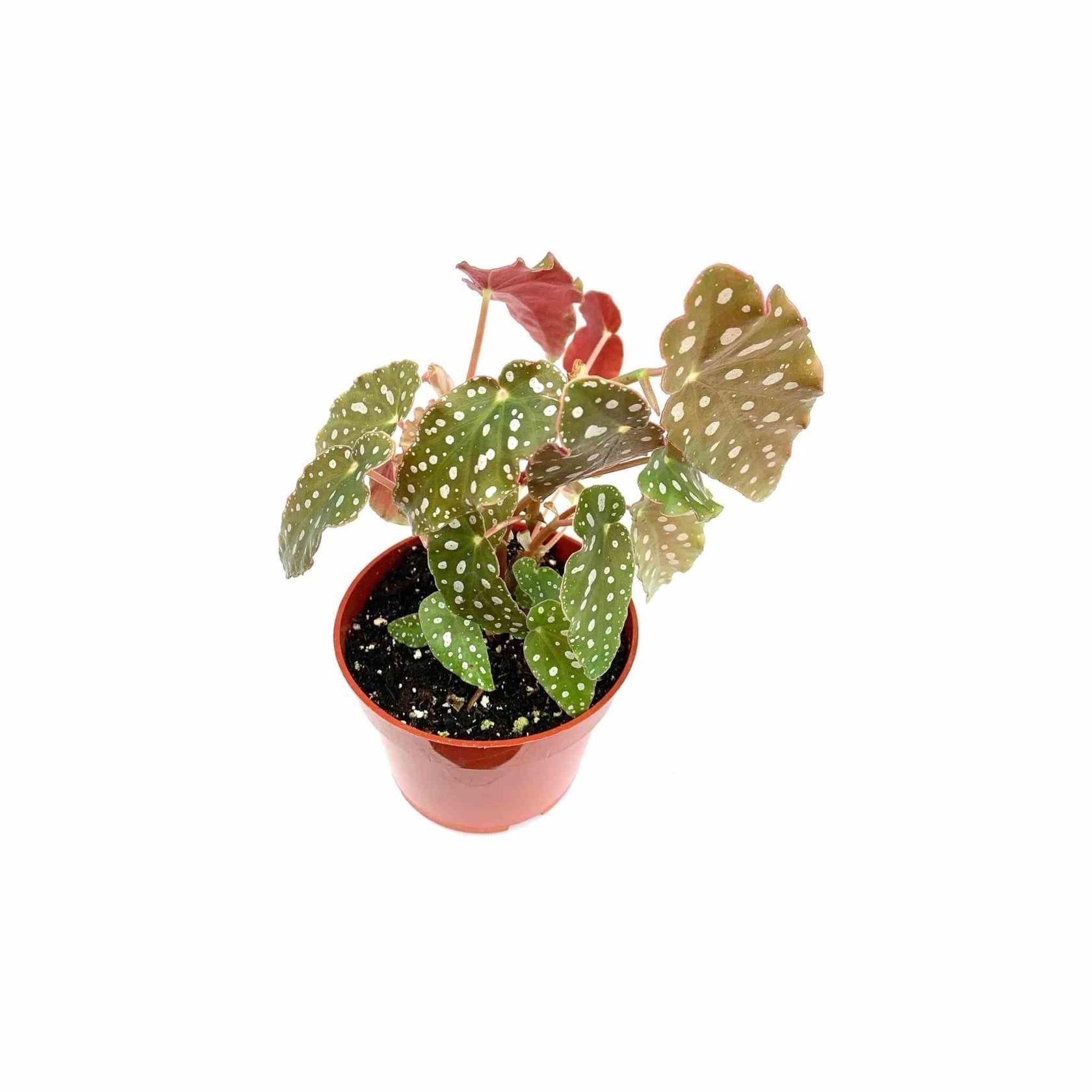 Angel Wing Begonia Maculata