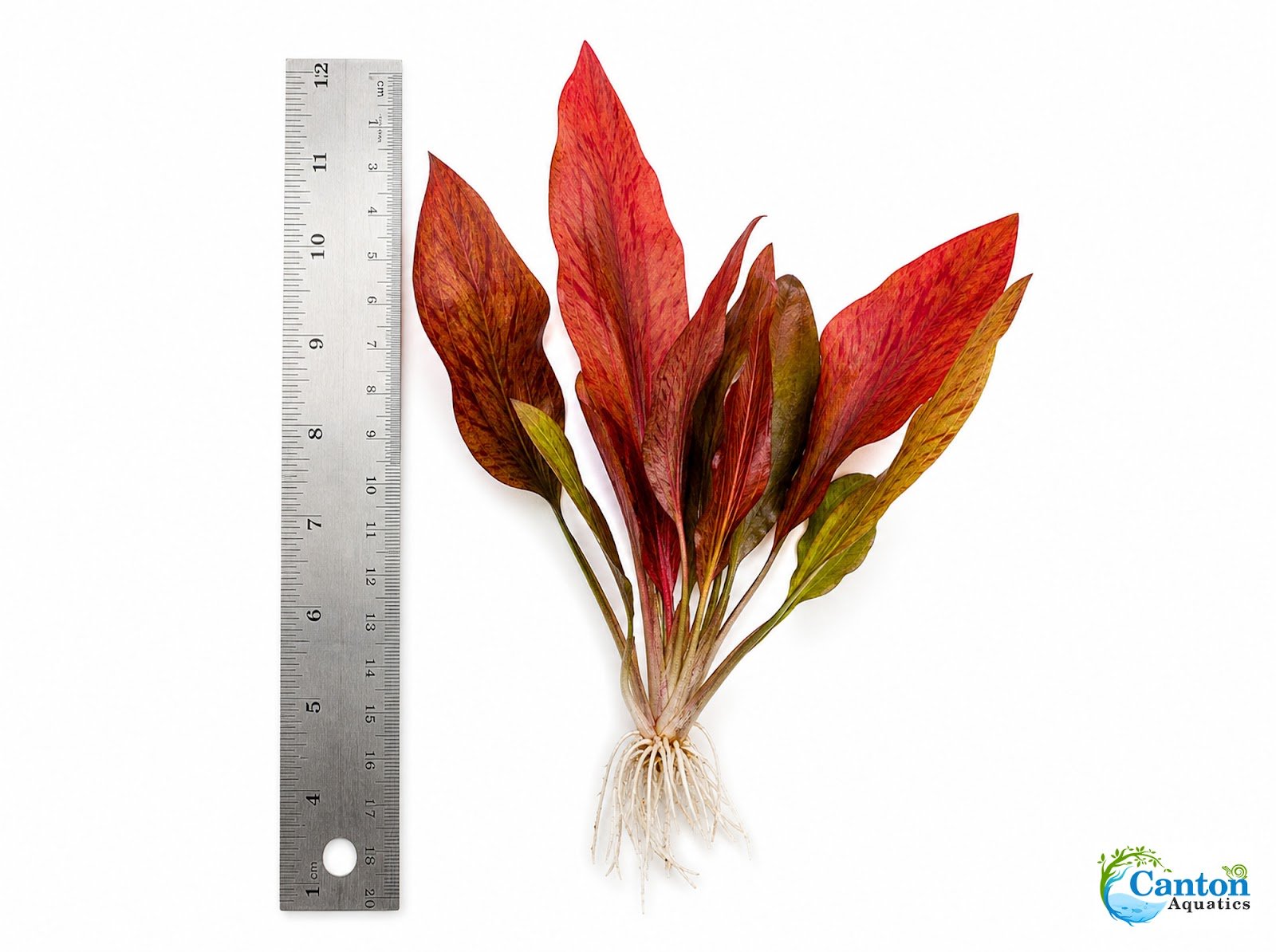 Amazon Sword Echinodorus Red Flame
