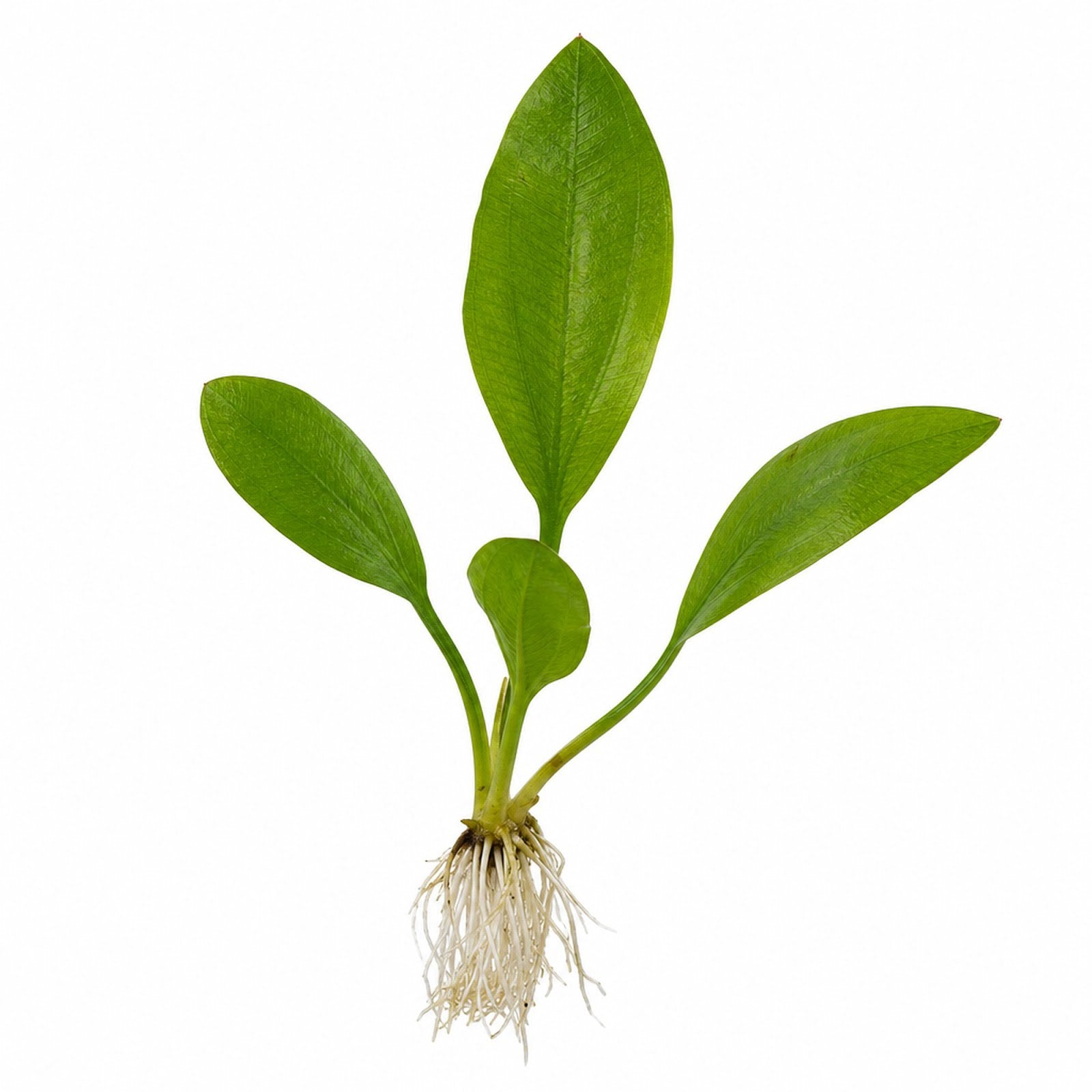 Amazon Sword Echinodorus Bleheri – The Aquatic Plant House