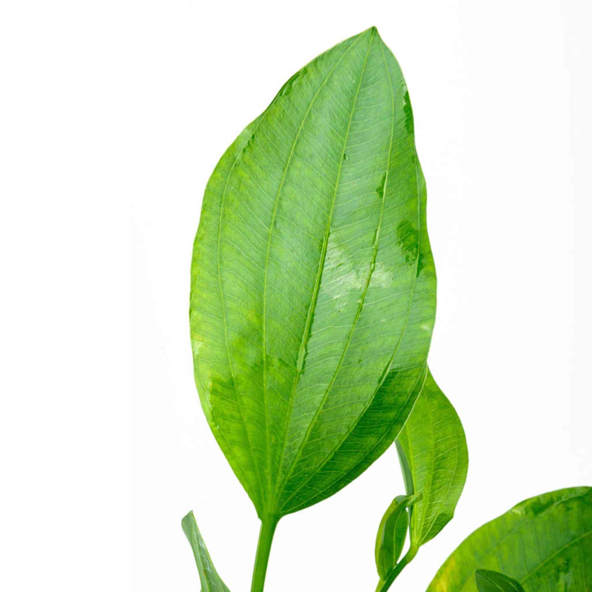 Grandifolius Rangeri Sword Argentinensis Medium