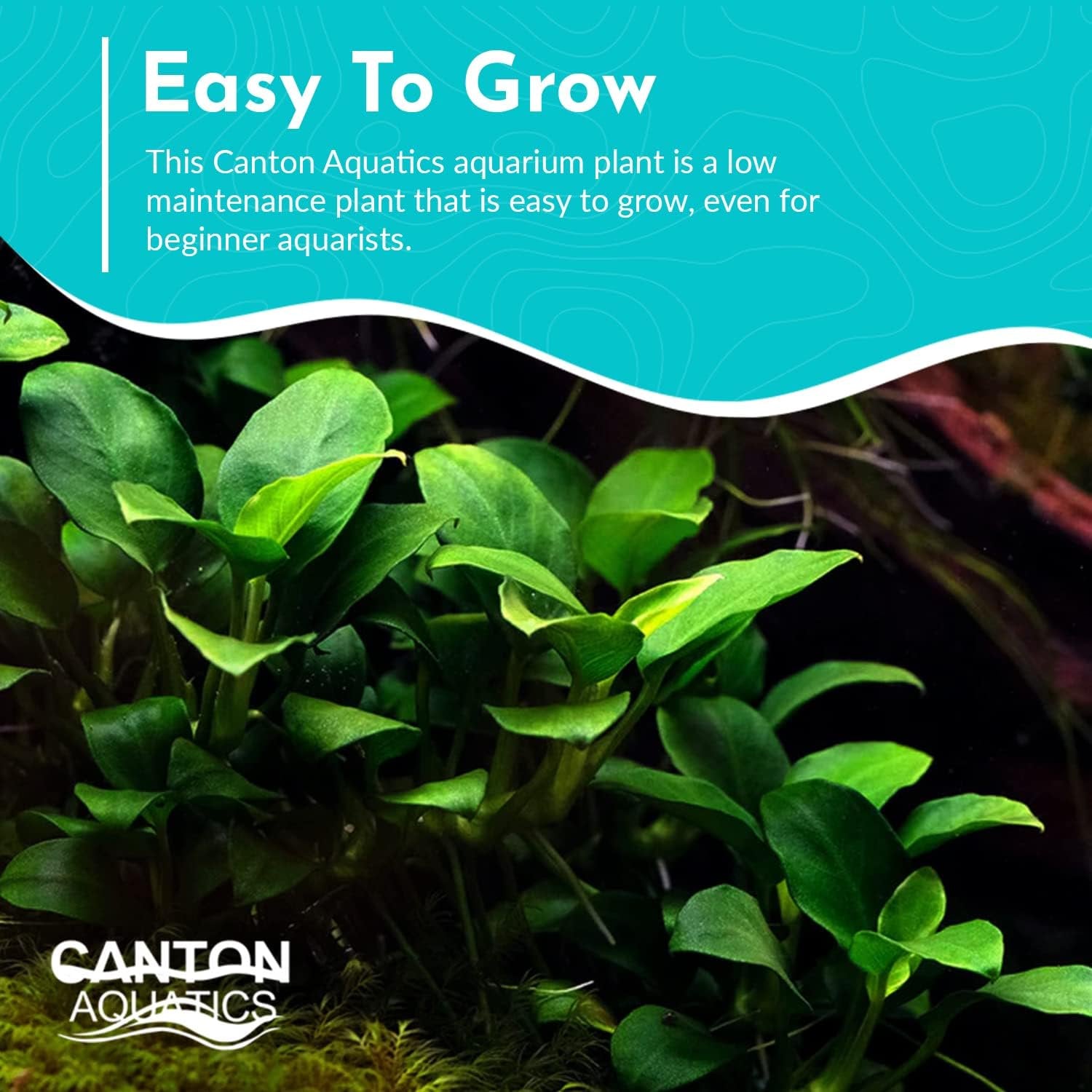 Anubias Nangi