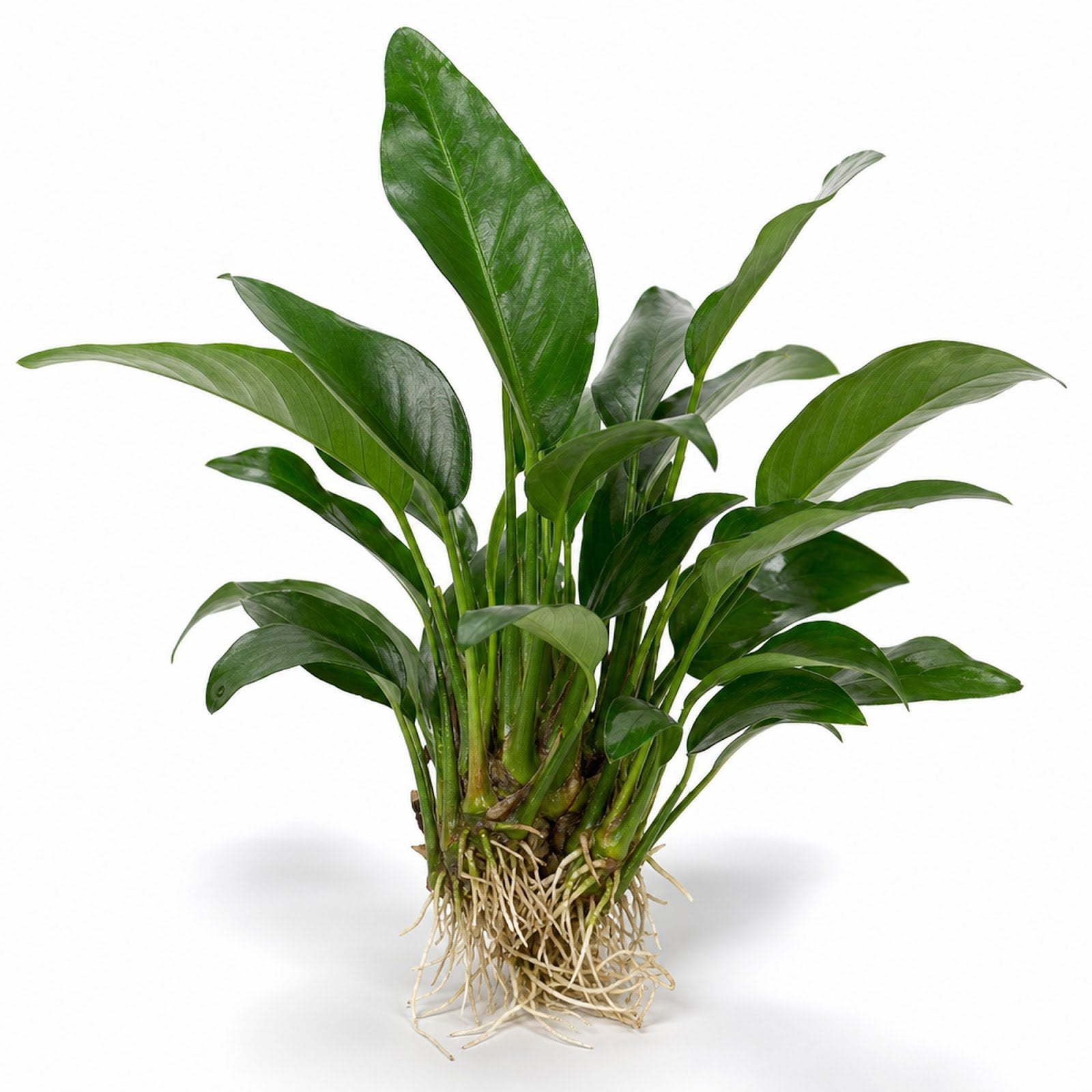 Anubias Frazeri