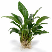 Anubias Frazeri