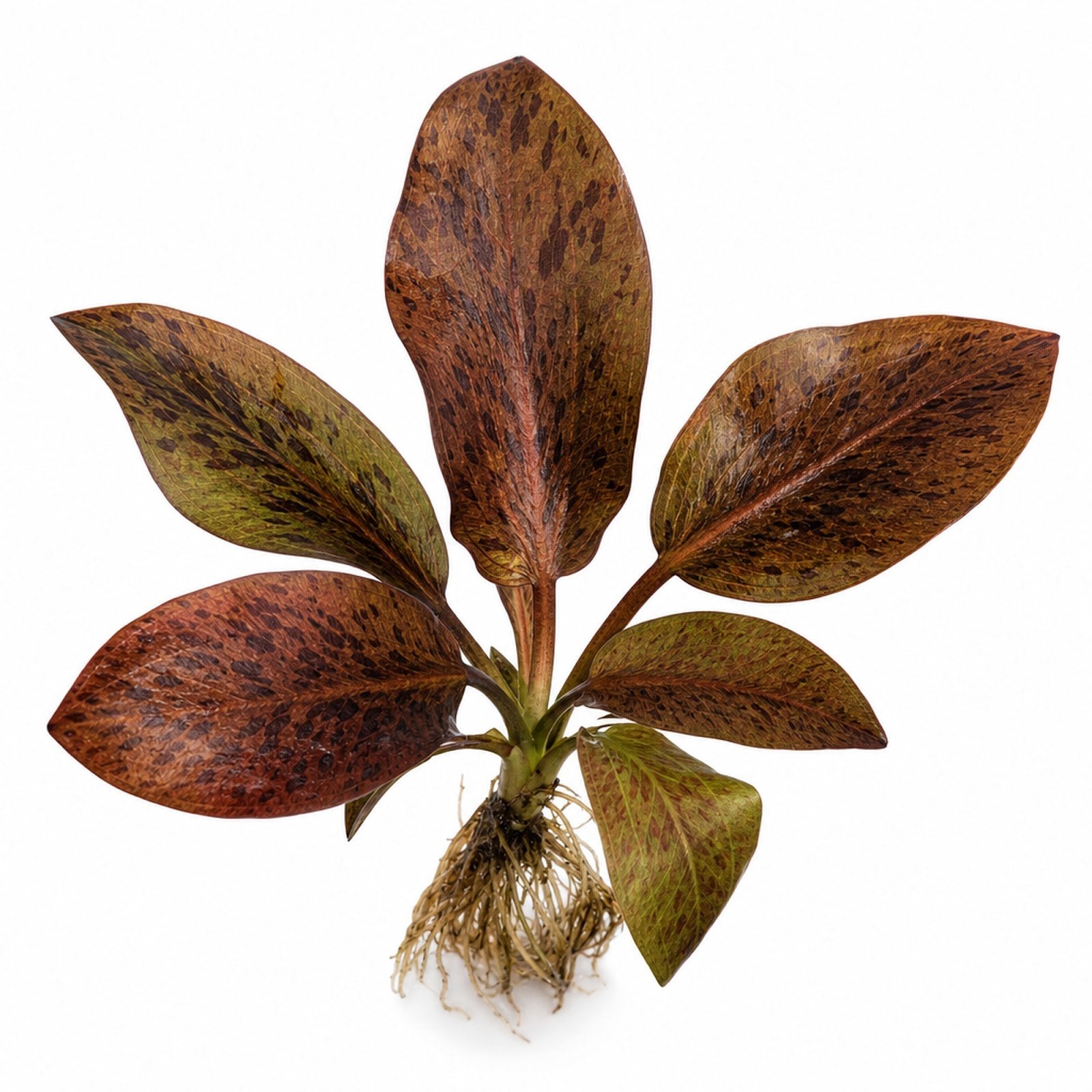 Amazon Sword Echinodorus Ozelot Red