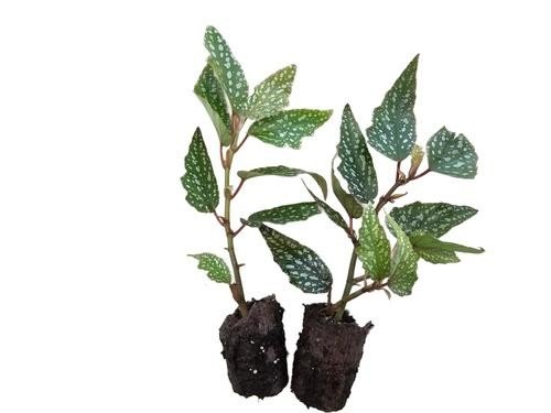 Angel Wing Begonia Medora Rooted Starter Plant