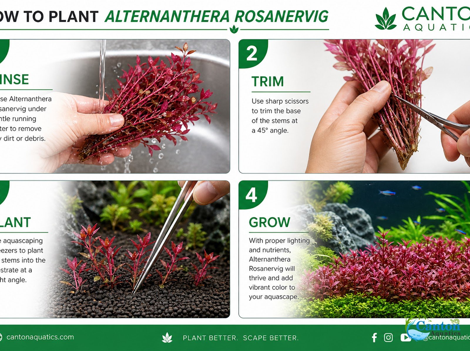 Alternanthera Rosanervig
