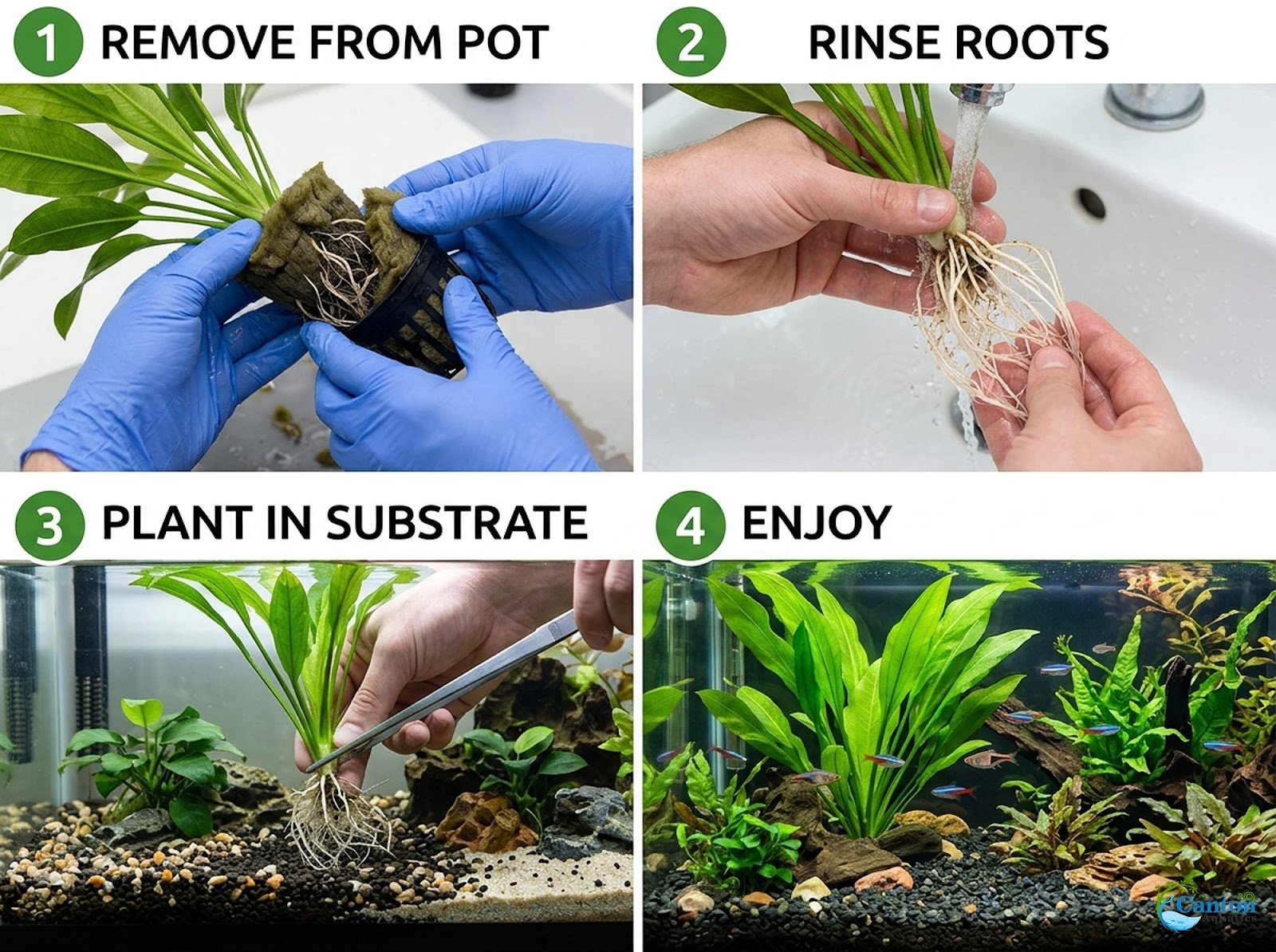 CANTON AQUATICS Live Aquarium Amazon Sword Echinodorus Red Pearl Plant - Natural Cleaning Filter for Water - Long Lasting & Easy to Maintain Aquatic Plants - Suitable for Winter & Summer - 2" Pot