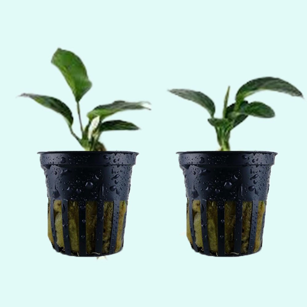Anubias Barteri