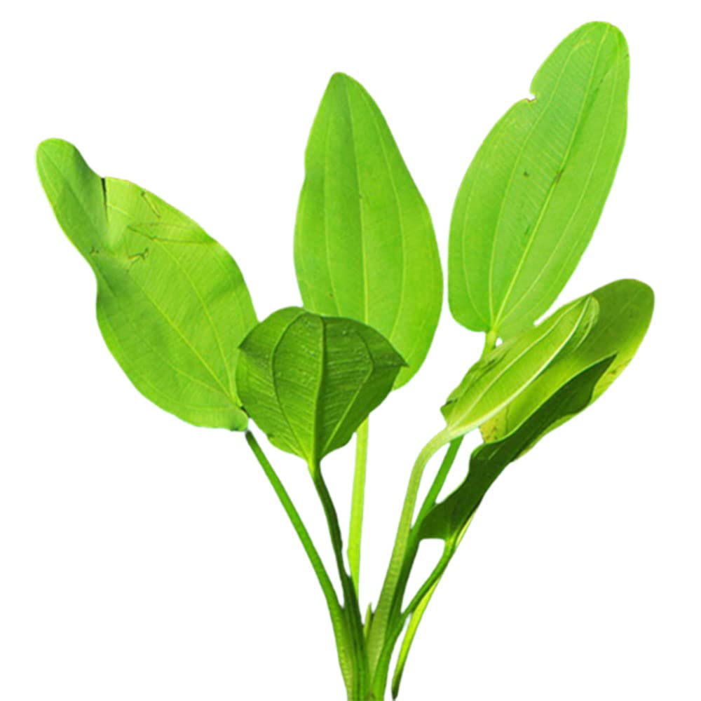 Radican Sword (Echinodorus Cordifolius)