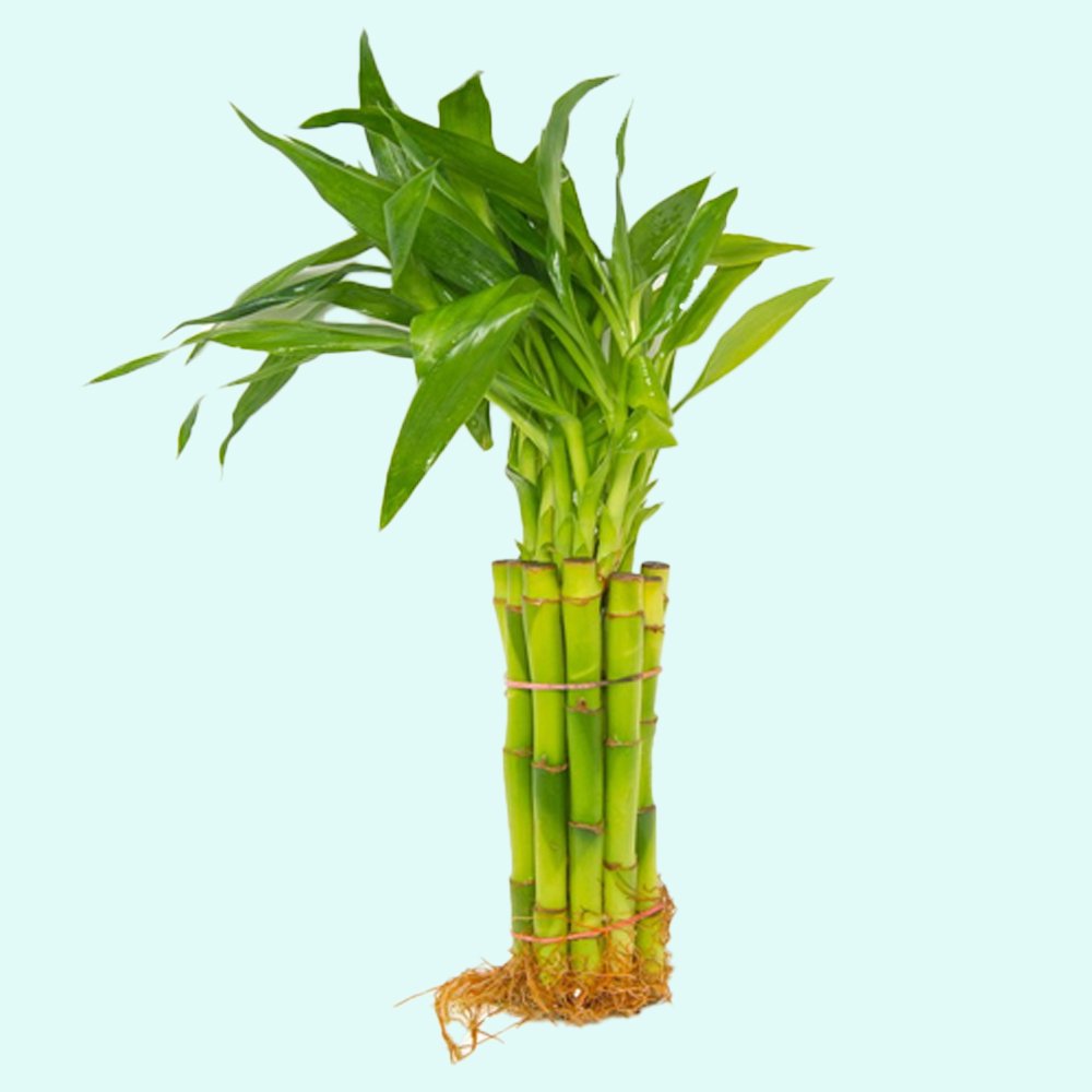 Lucky Bamboo Plant (Dracaena Sanderiana)