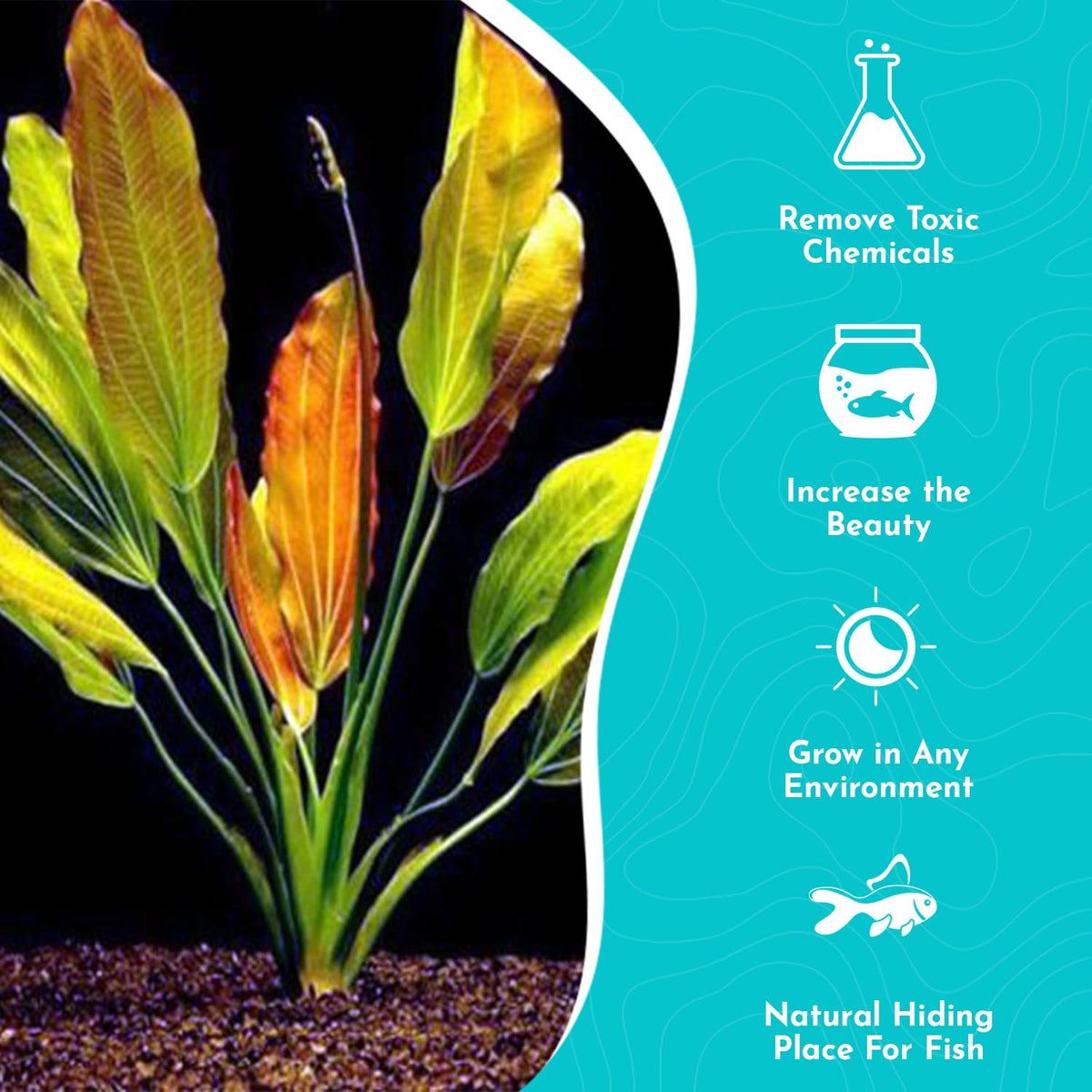 Amazon Sword Echinodorus Red Rose