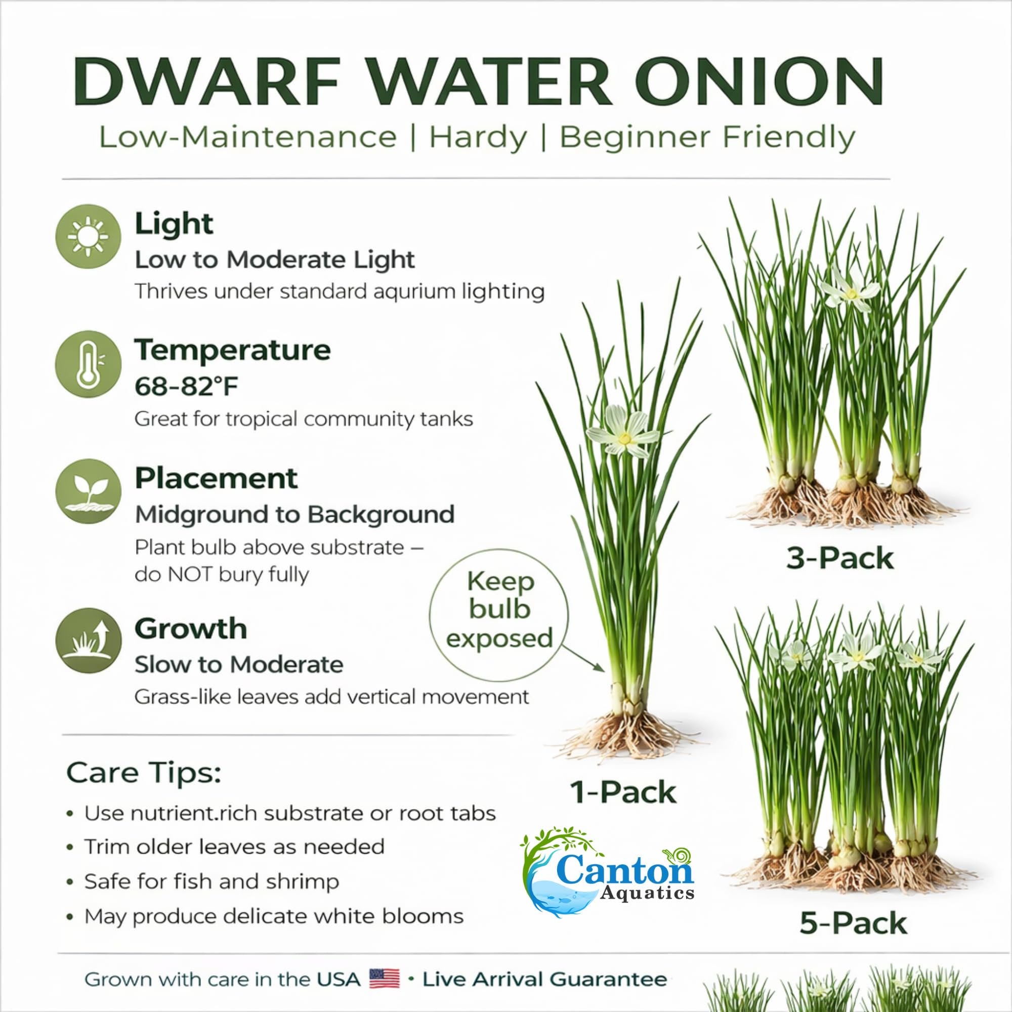 Water Onion Dwarf (Zephyranthes candida)