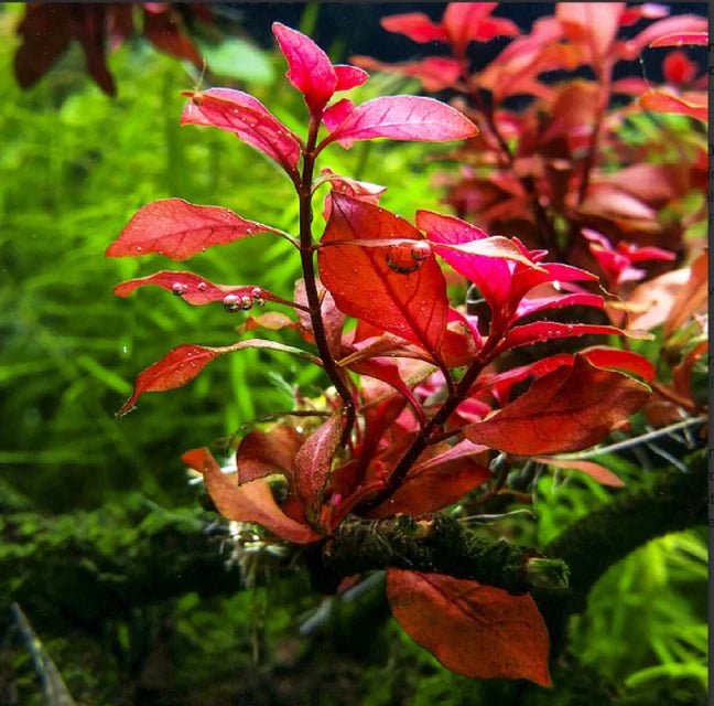 Florida Aquatic Plant Bundle
