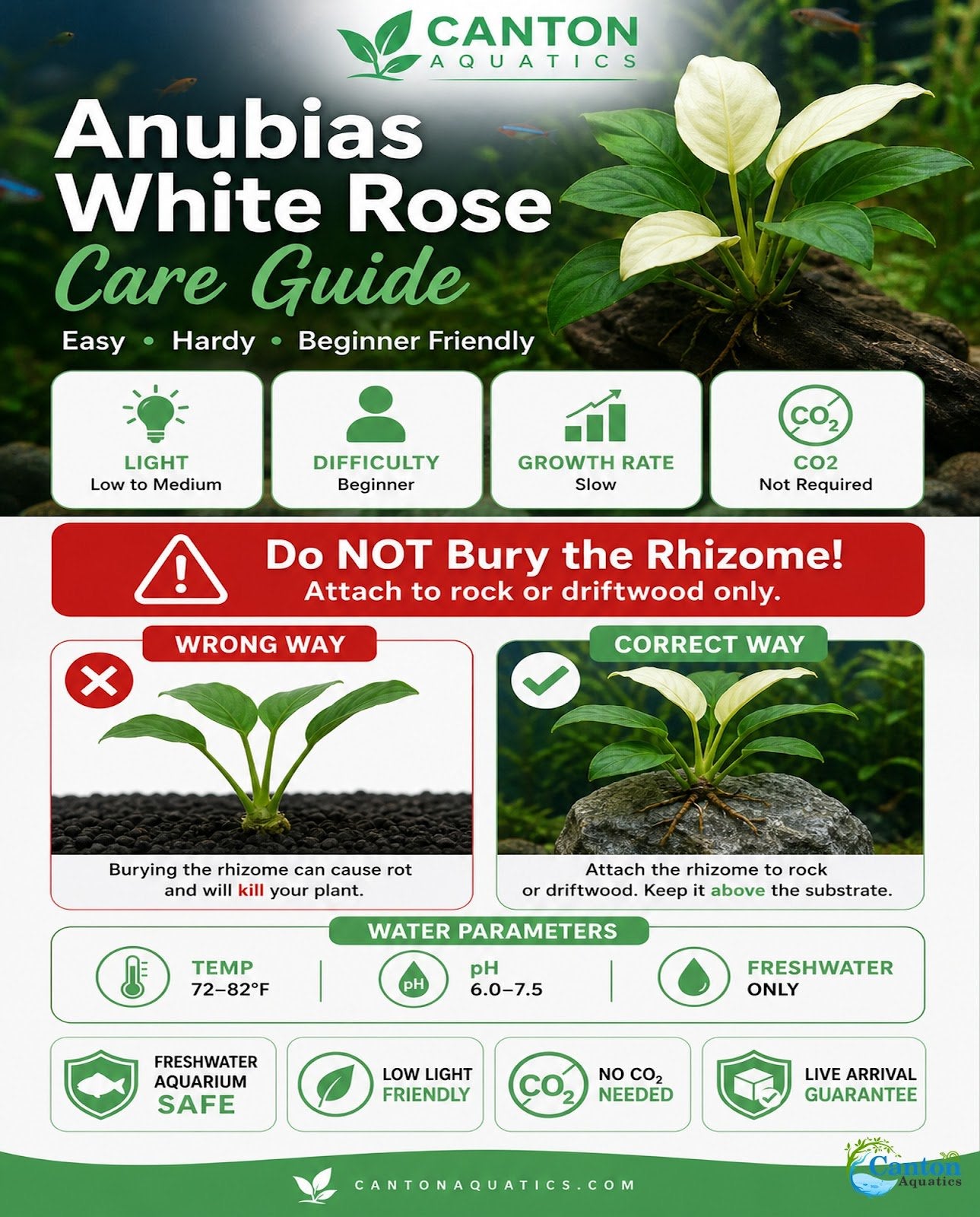 Anubias White Rose
