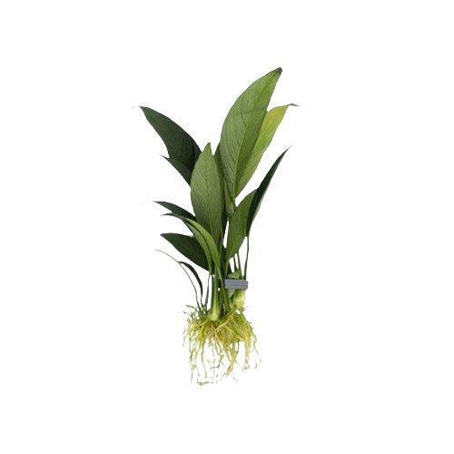 Anubias Congensis
