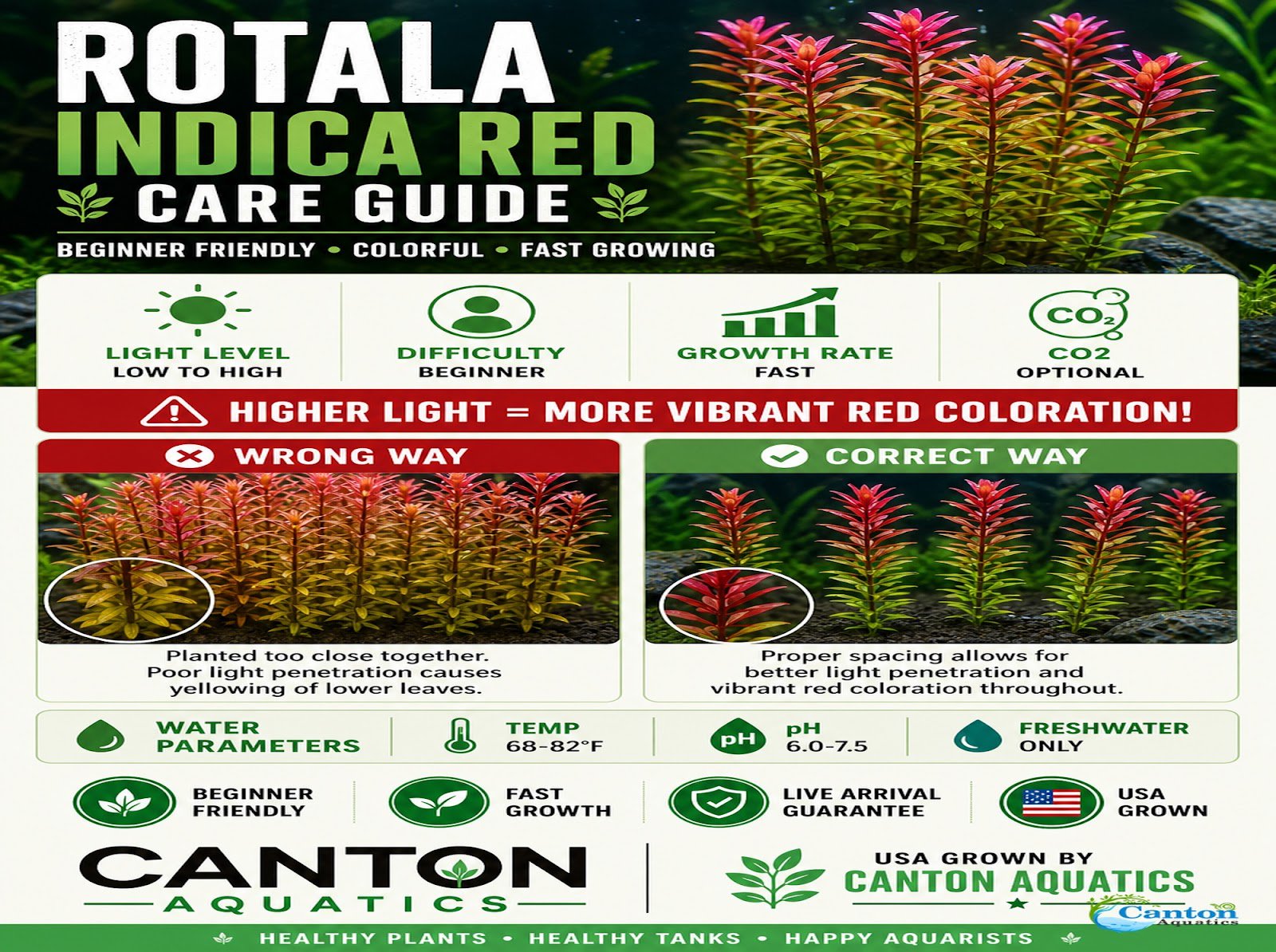 Rotala Indica