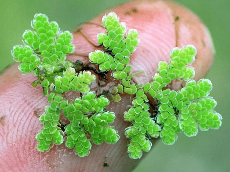 Azolla Filiculoides "Fairy Moss"