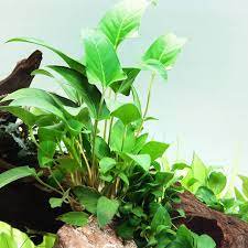 Anubias Barteri (Gracilis)