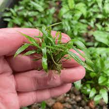 Cryptocoryne Crypt Lucens