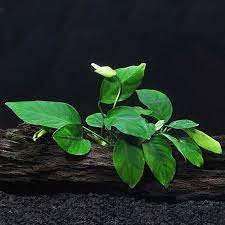 Anubias Barteri (Nana)
