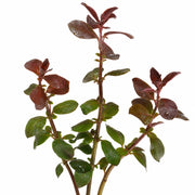 3 Pack Ludwigia Repens Dark Red