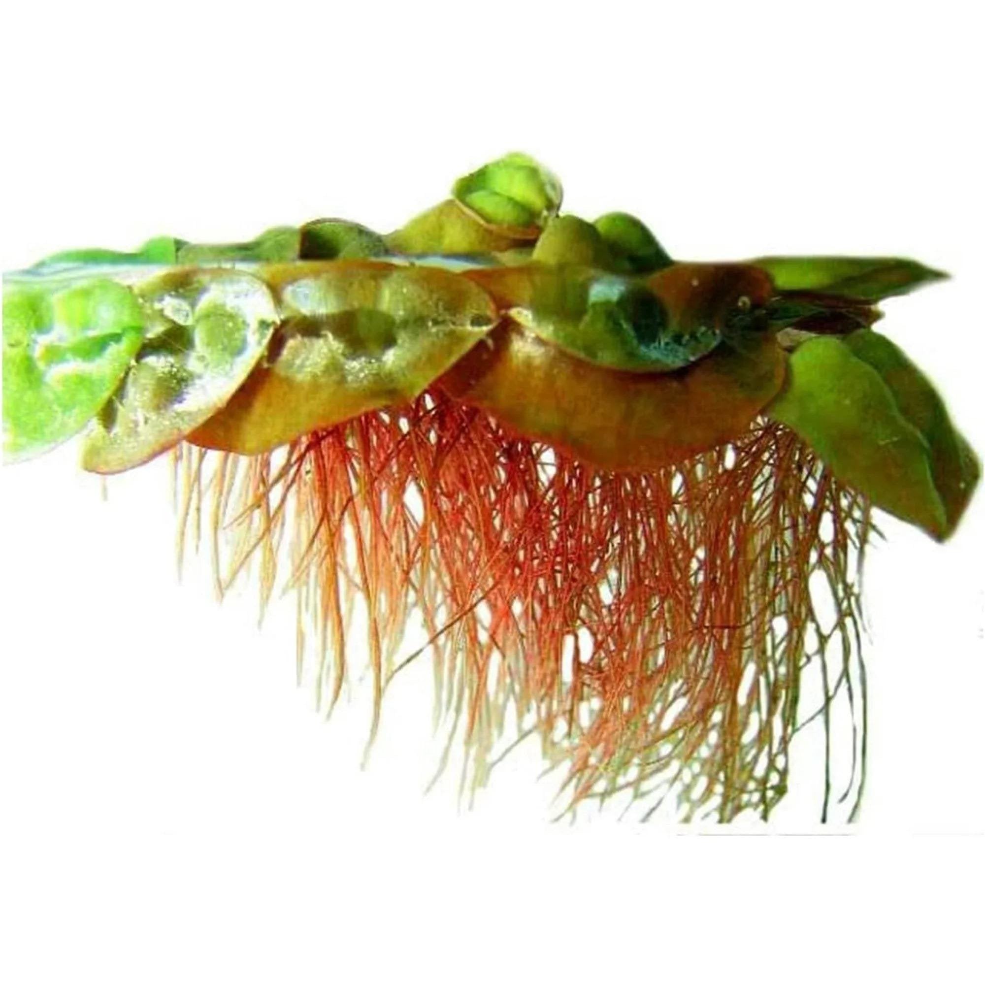 Red Root Floater Phyllanthus Fluitans