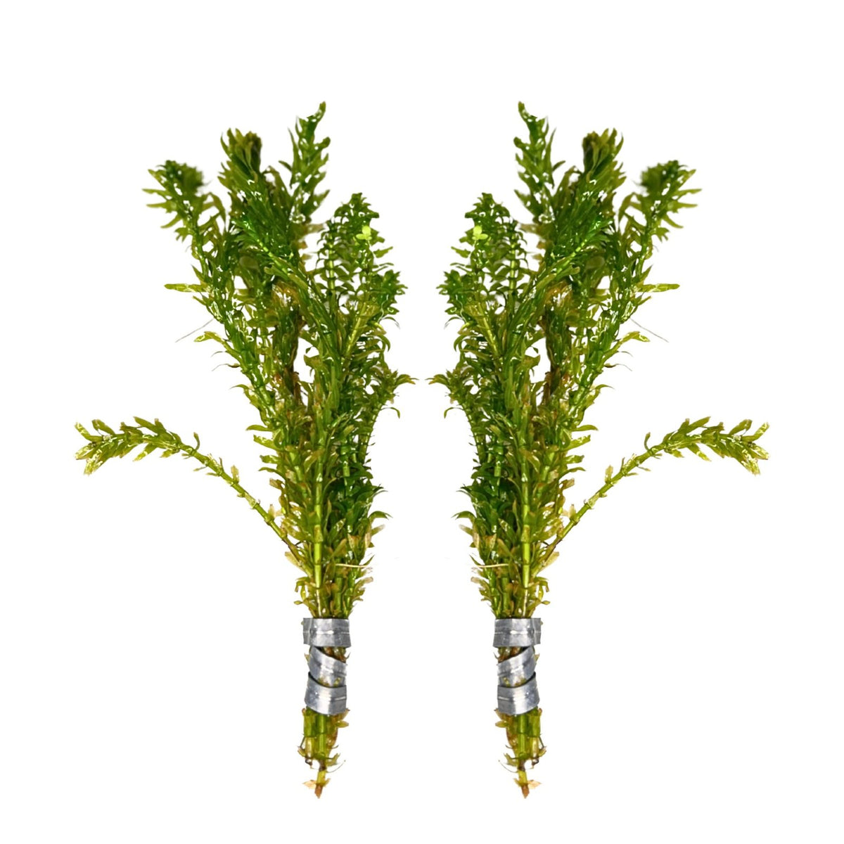 Anacharis and Hornwort Bundle Live Aquarium Plants