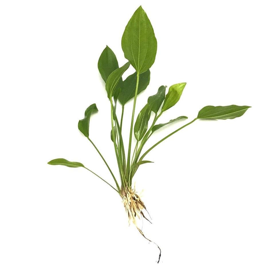 Grandifolius "Rangeri" Sword Argentinensis