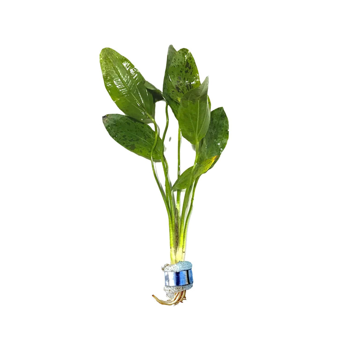 Amazon Sword Echinodorus "Green Ozelot"
