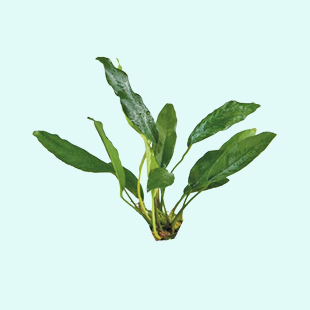Anubias Afzelii
