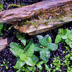 Staurogyne S Repens