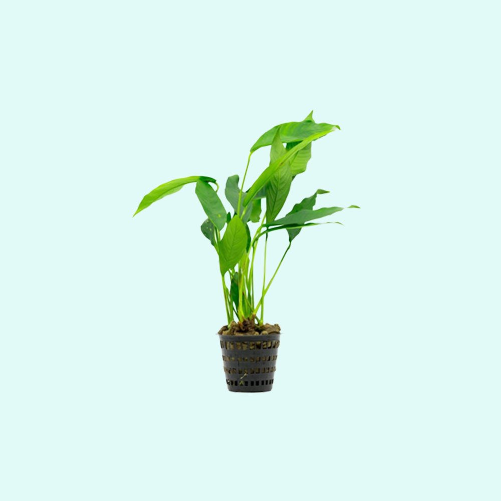 Anubias Heterophylla Lanceolata