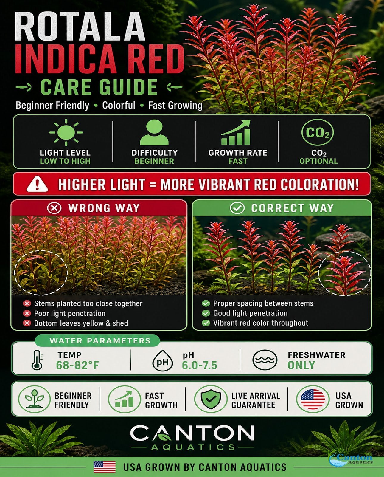 Rotala Indica