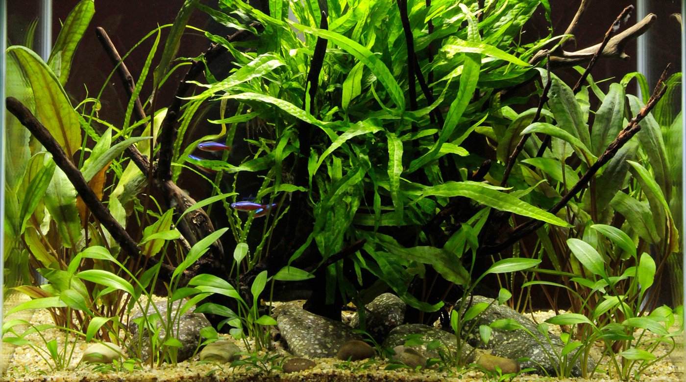 Cryptocoryne Parva