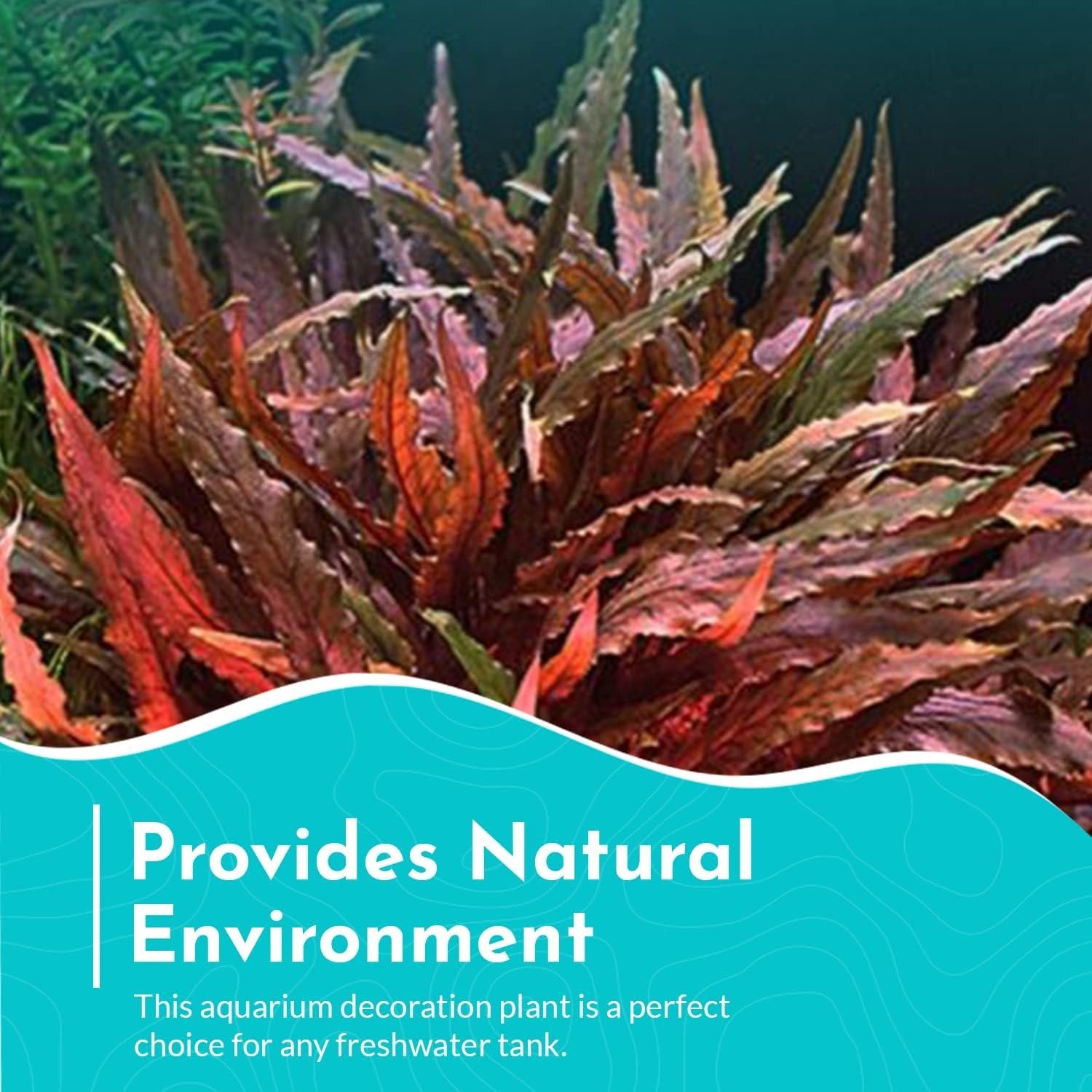 Cryptocoryne Wendtii Red