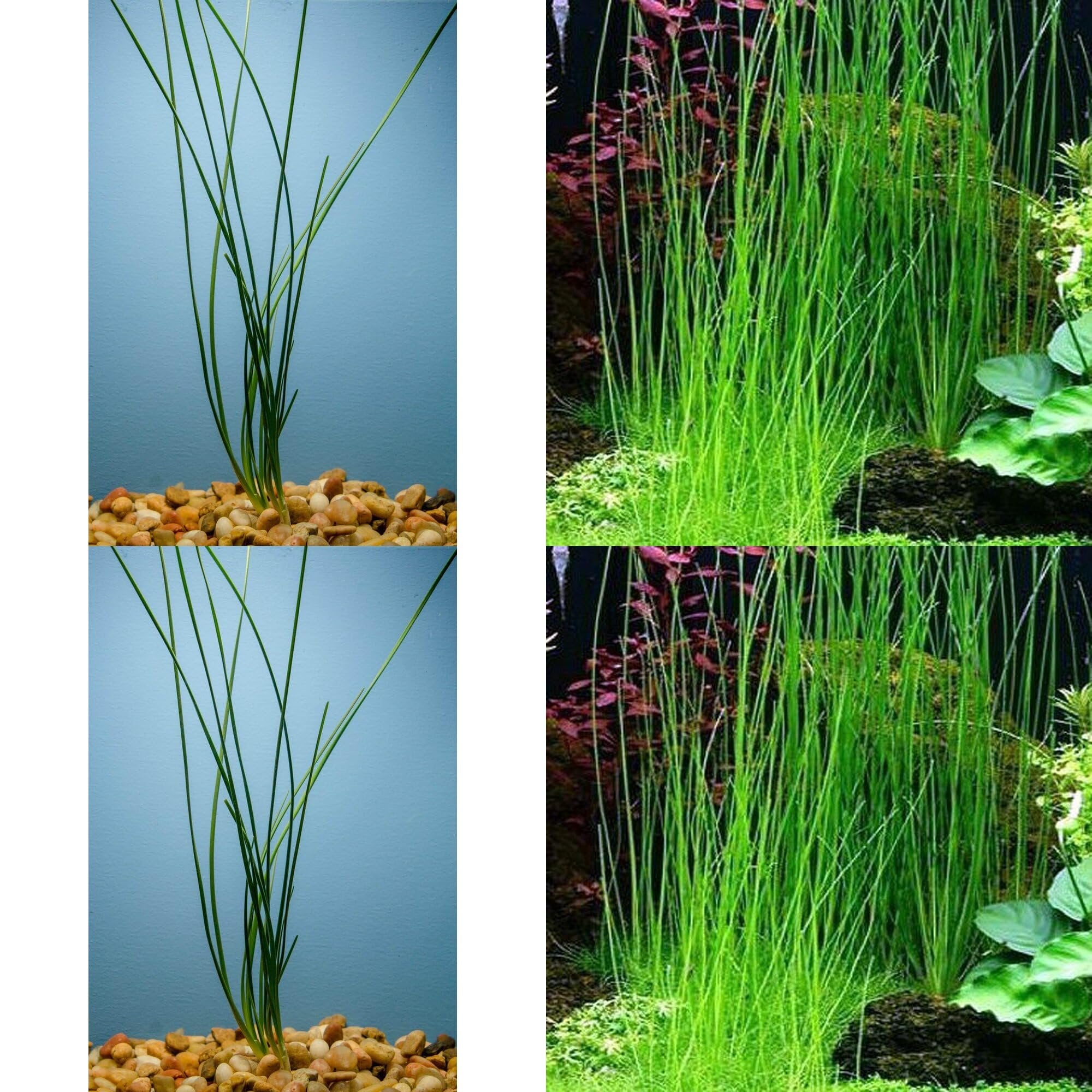 Water Onion Dwarf (Zephyranthes candida)