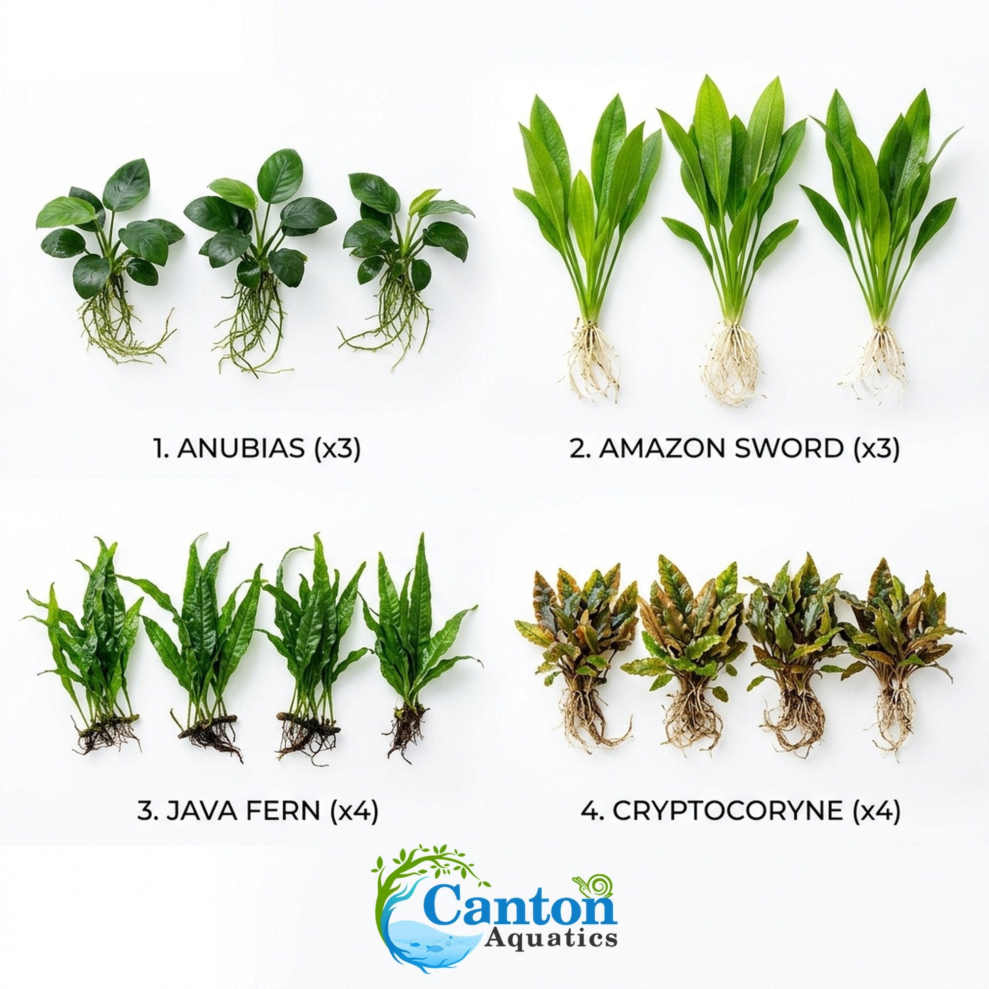 Live Aquarium Plants Essential Bundle - 4 Plants